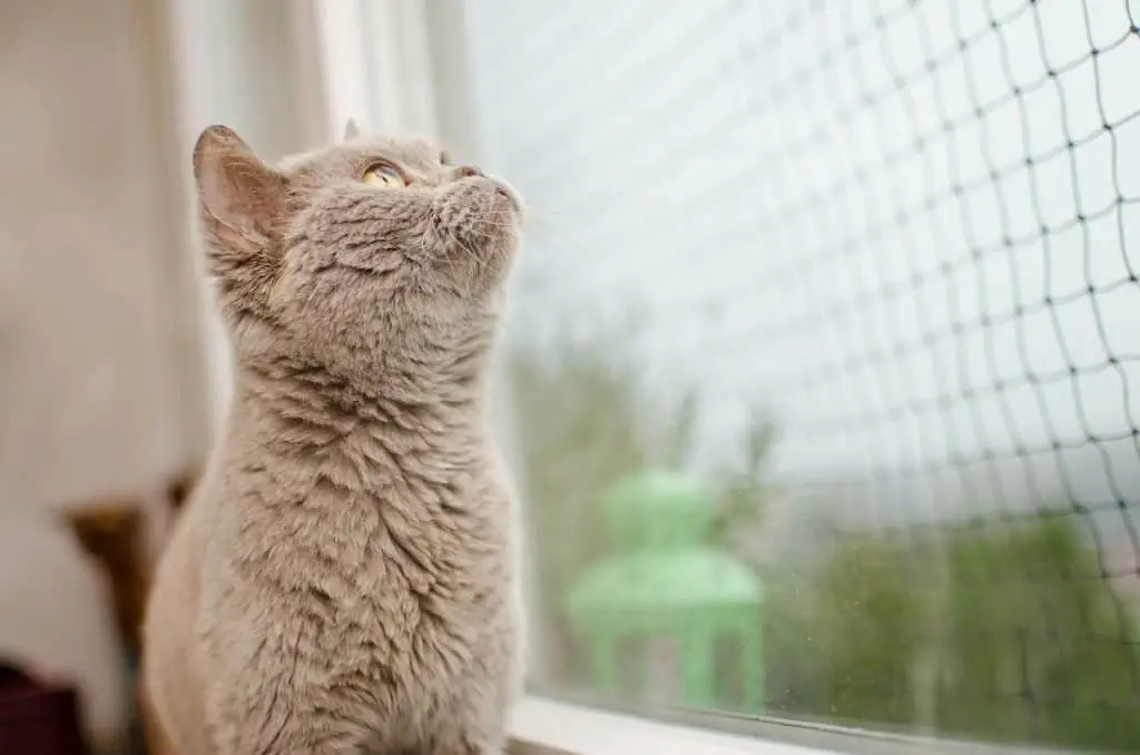 cat sitting
