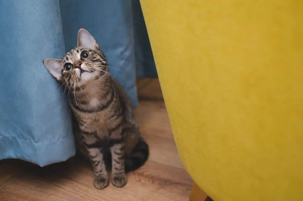 Close-up of a cat on a wooden floor, representing local cat sitting services