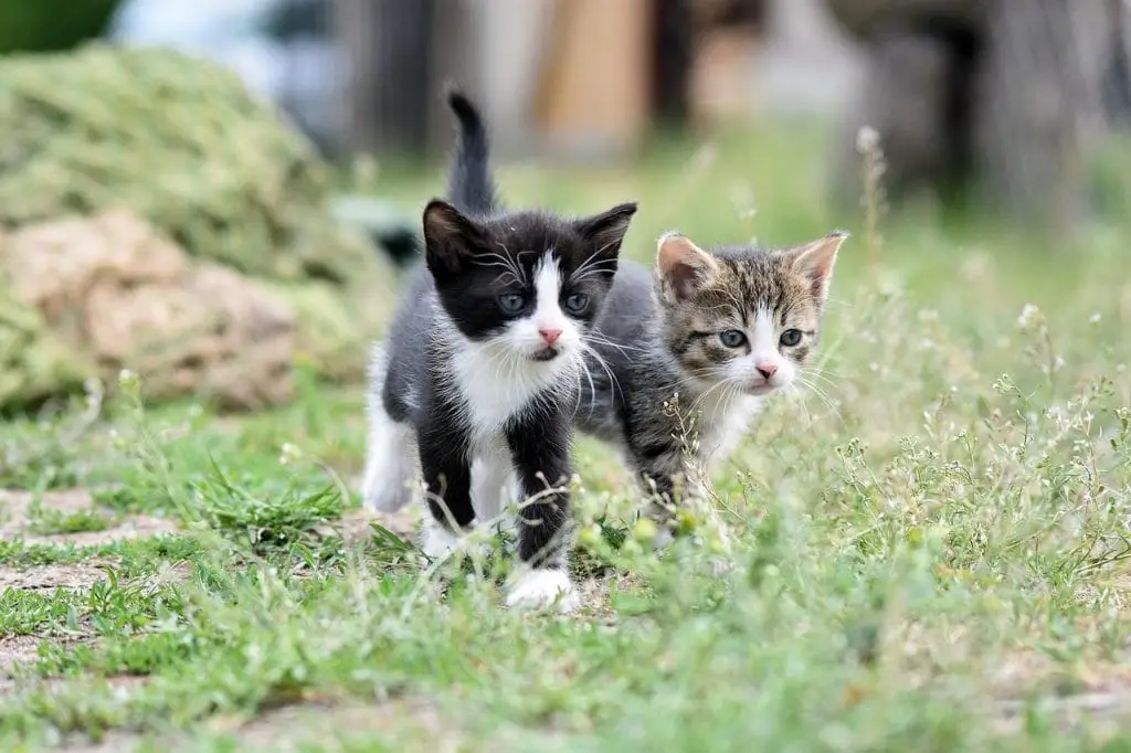 cats 8105667 1280
