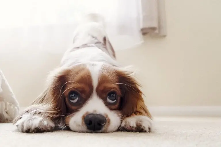 dog training