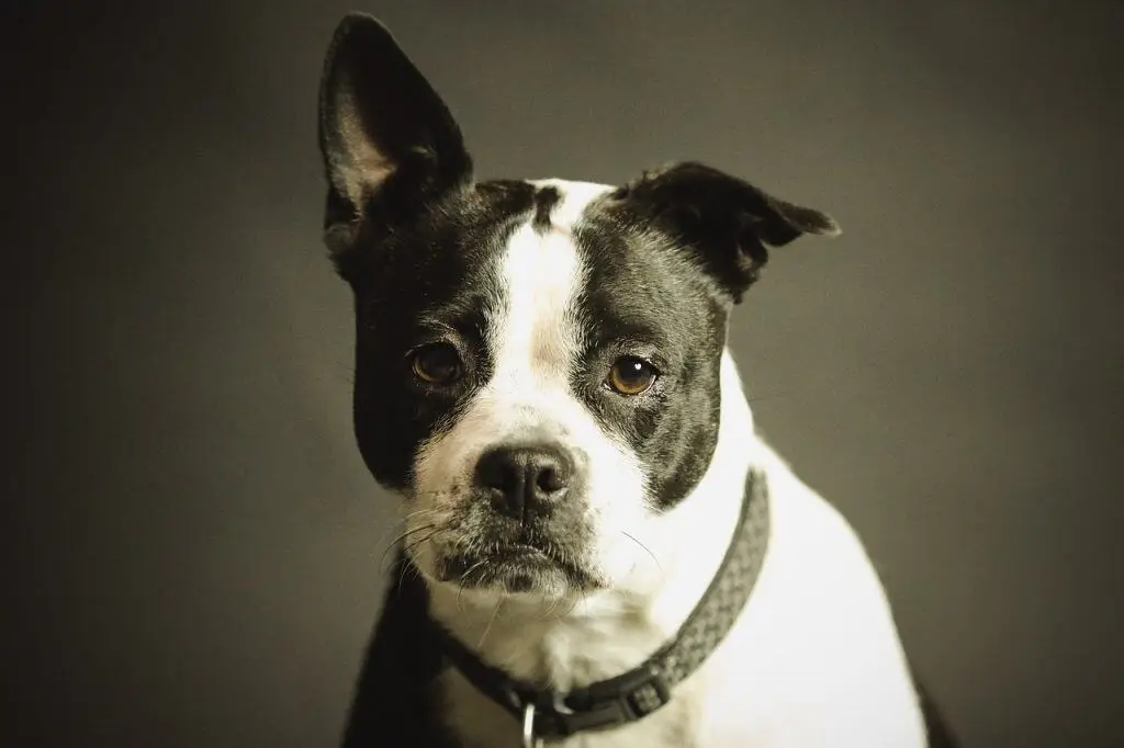 dog 2178696 1280