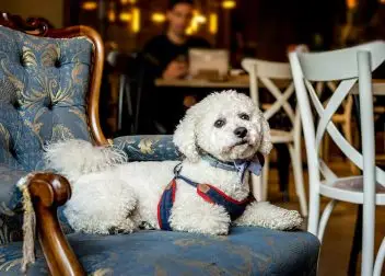 Dog friendly pubs bristol