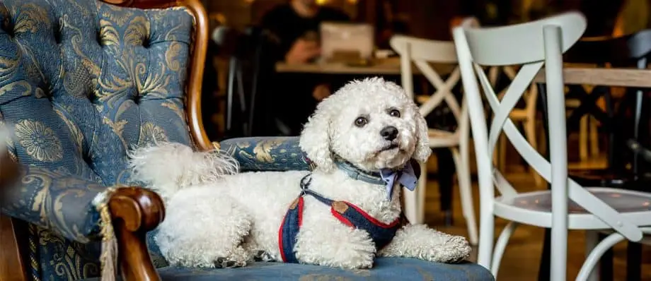 Dog friendly pubs bristol
