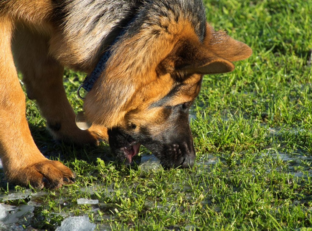 Diamond Dog Behaviour